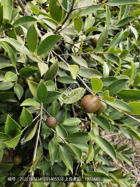 茶樹與果實