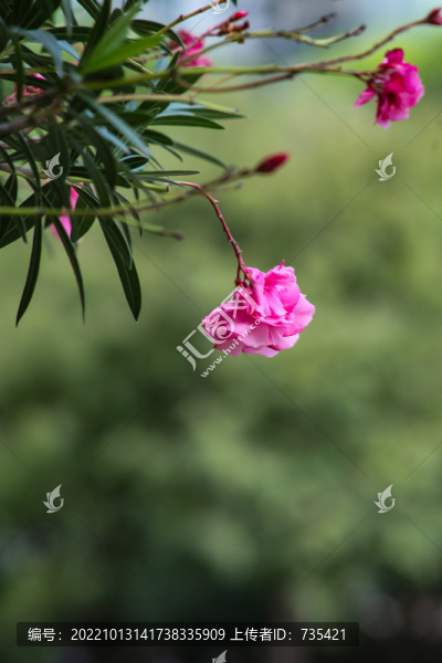 夾竹桃花