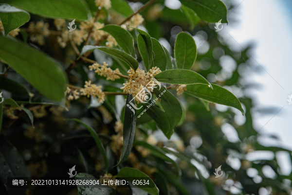 桂花