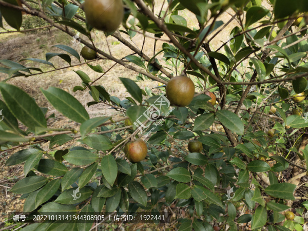 油茶果與茶樹(shù)