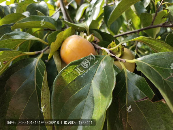 新鮮柿子