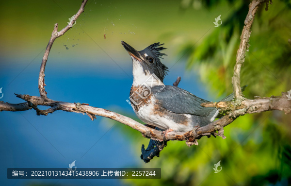 冠翠鳥