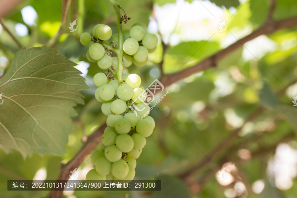 葡萄