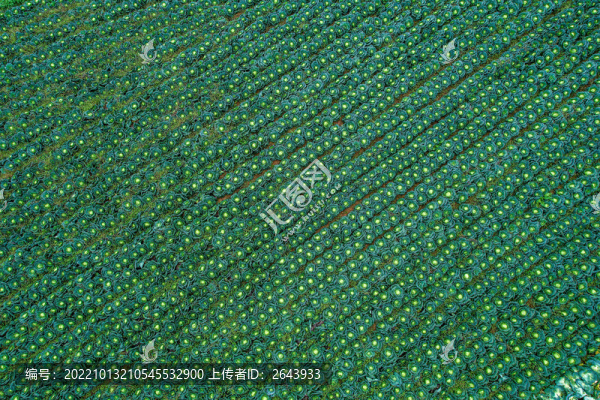 高山綠色有機蔬菜