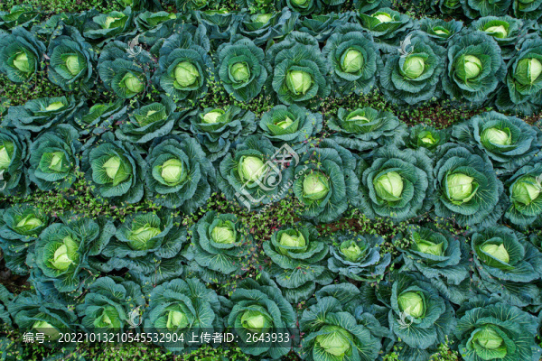 高山綠色有機(jī)蔬菜