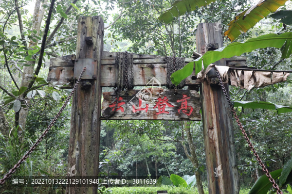 熱帶雨林