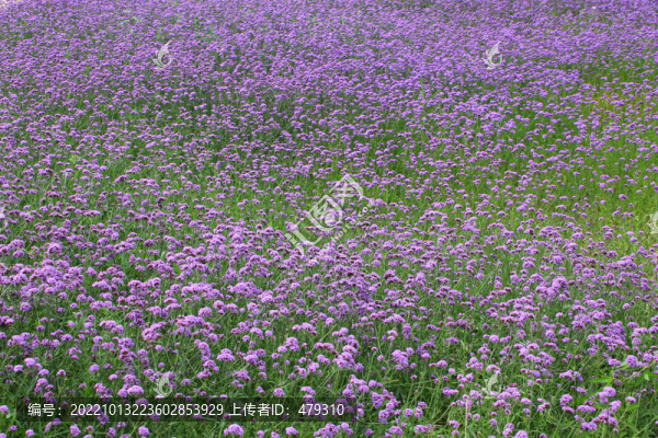 大慶百花園