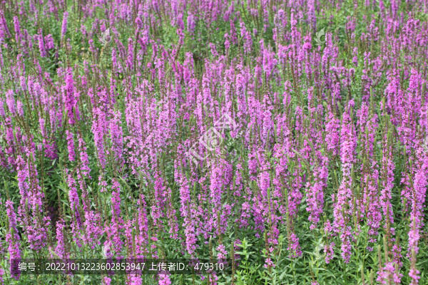 大慶百花園