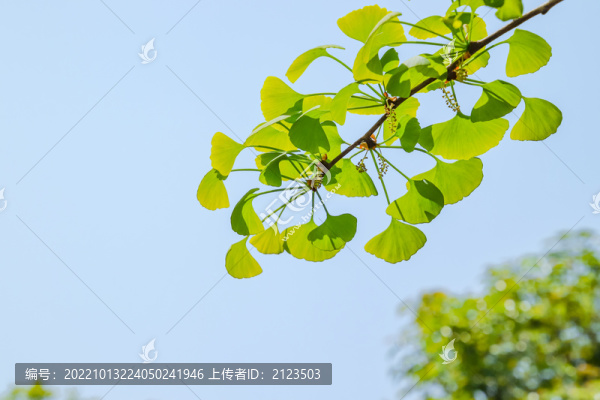 銀杏樹葉