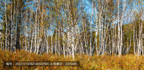 內(nèi)蒙古阿爾山白樺林秋色