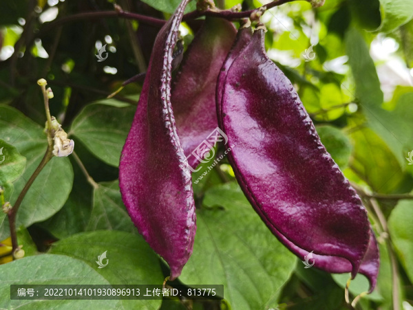 紫扁豆蔬菜園