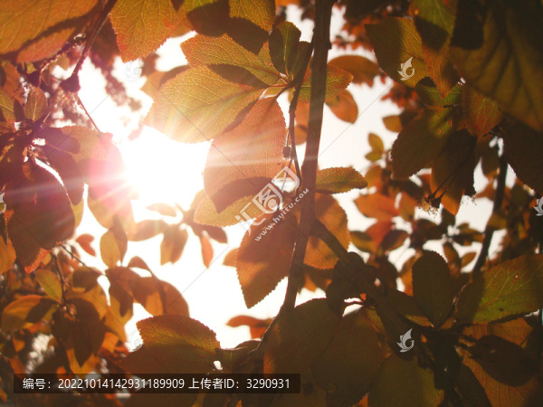 透光的紅葉樹(shù)葉