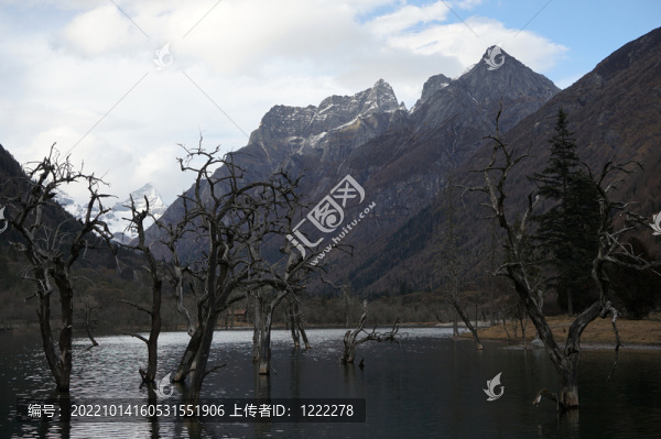 雙橋溝怪樹(shù)林