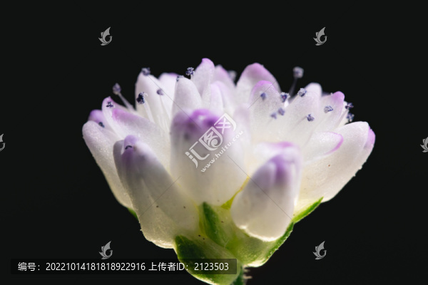 花朵微距特寫