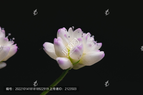 花朵微距特寫