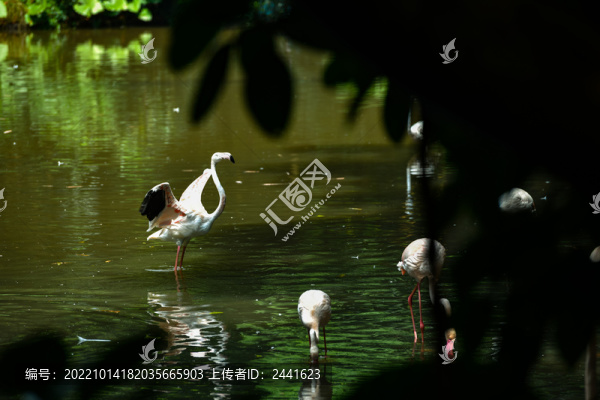 火烈鳥(niǎo)