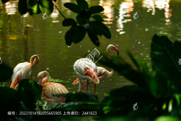 火烈鳥