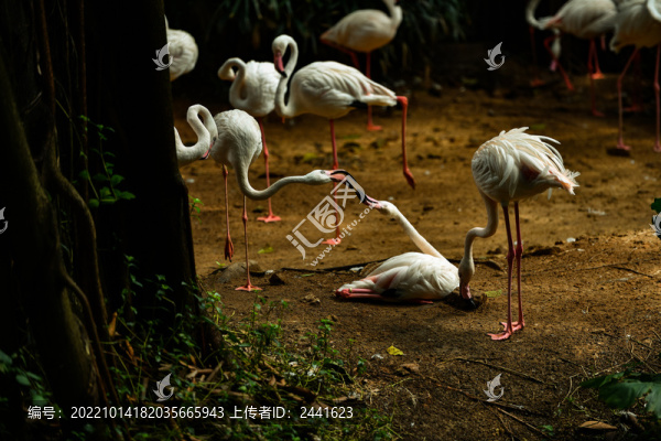 火烈鳥