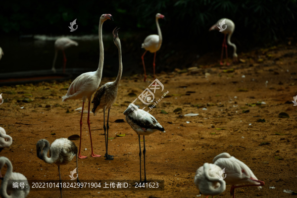 火烈鳥