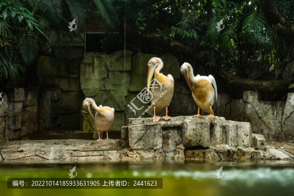 鵜鶘
