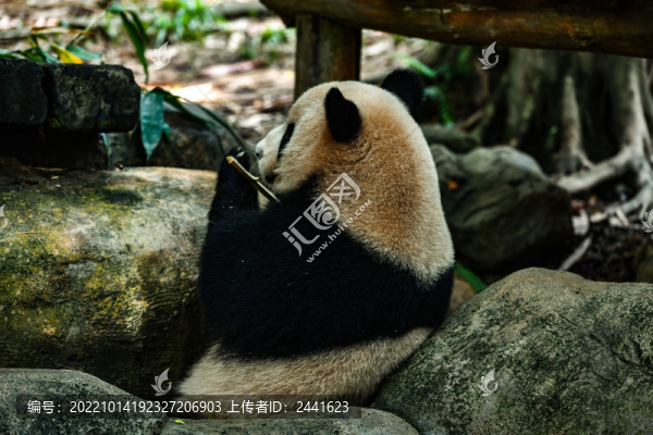 大熊貓