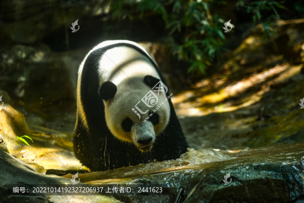 大熊貓