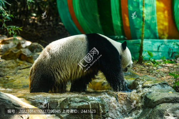 大熊貓