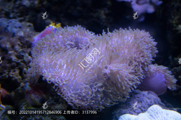 軟珊瑚
