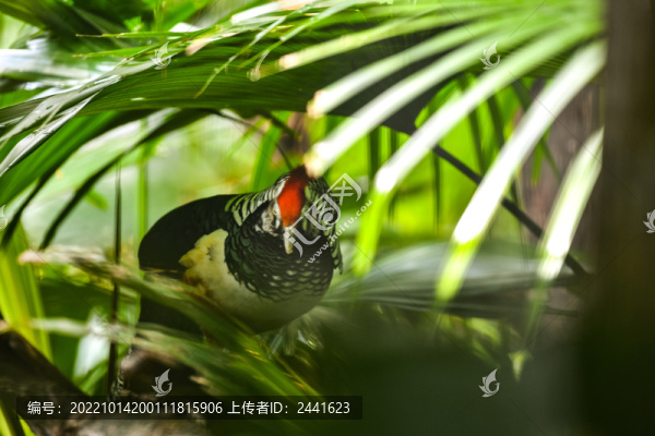紅腹錦雞