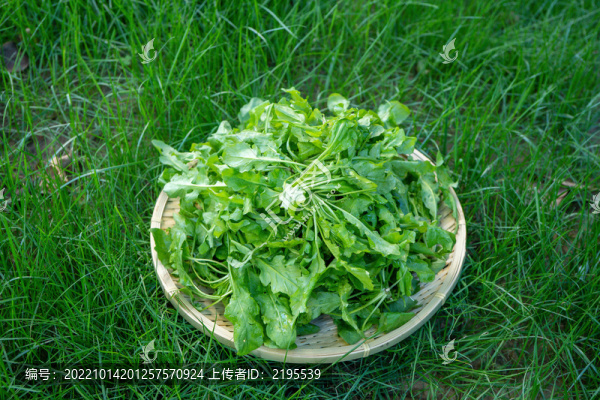 野生薺菜