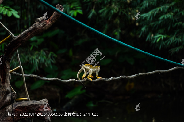 松鼠猴