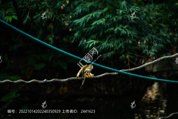 松鼠猴