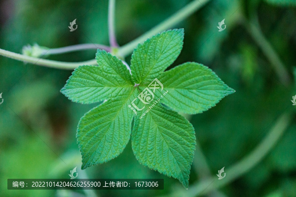 葎草