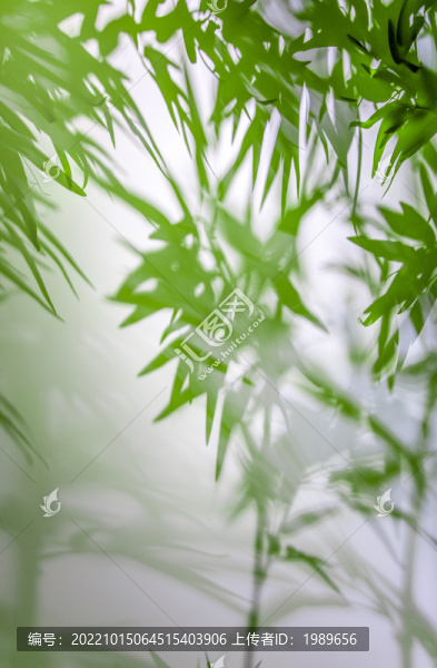 水墨竹影