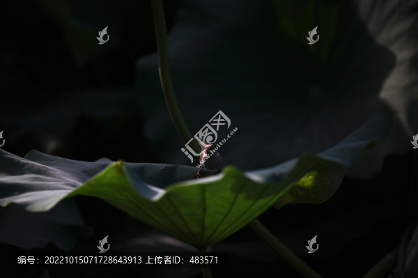 荷花荷葉