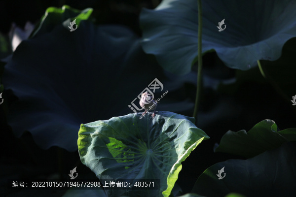 荷花荷葉