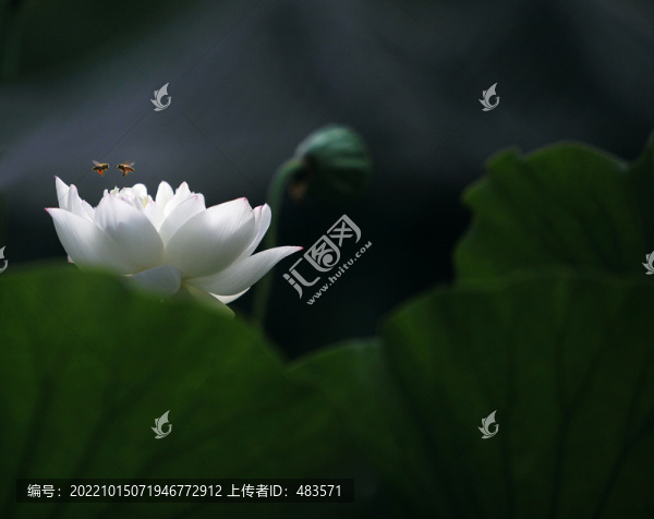 荷葉荷花