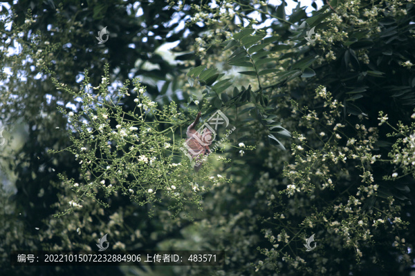 槐樹槐花