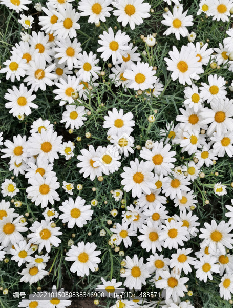 鮮花