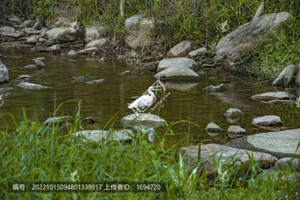 河道里的白鷺