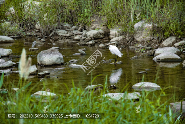 水鳥棲息地