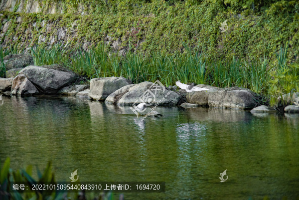 驚弓之鳥