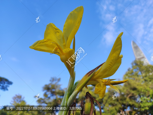 鮮花與天空