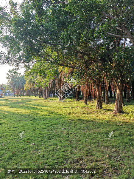 公園風(fēng)景