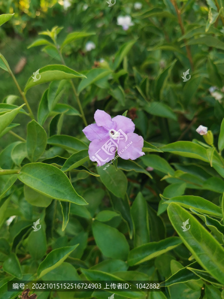 鴛鴦茉莉