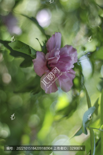 美麗的粉色的花朵