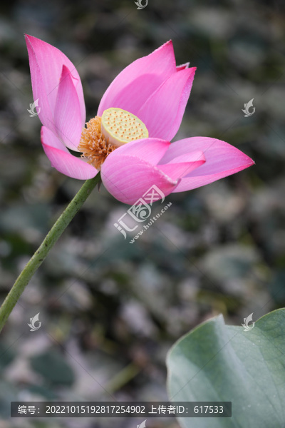 高清荷花攝影