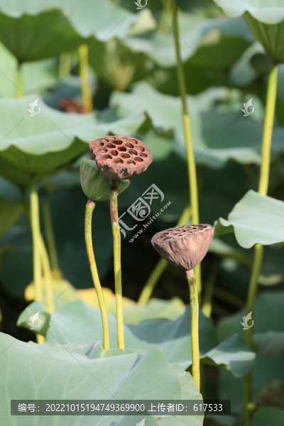 蓮蓬