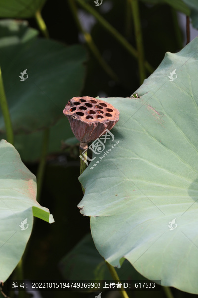 蓮蓬
