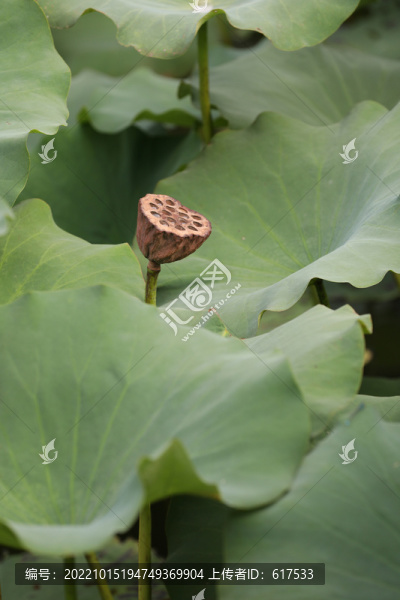 蓮蓬